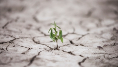 green small plant growing through cracks of dried mud